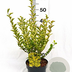 Ligustrum oval. 'Aureum' 30-40 cm 3,0L