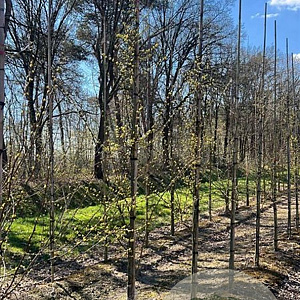 Lindera benzoin 8-10 HO draadkluit