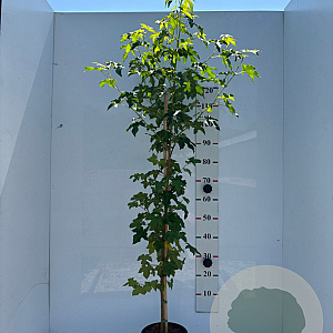 Liquidambar styraciflua 150-175 cm 5,0L