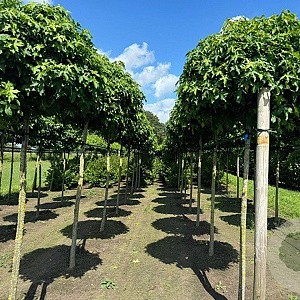 Liquidambar s. 'Gum Ball' 14-16 HO draadkluit 220 cm stam