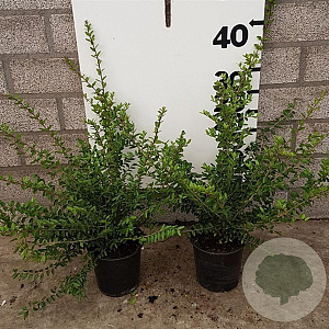 Lonicera nit. 'Elegant' 30-40 cm P13