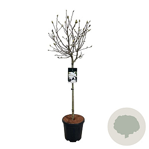Magnolia stellata 80 cm stam 15L