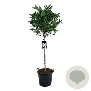 Magnolia stellata 80 cm stam 30L