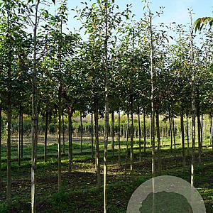 Malus 'Almey' 10-12 HO draadkluit