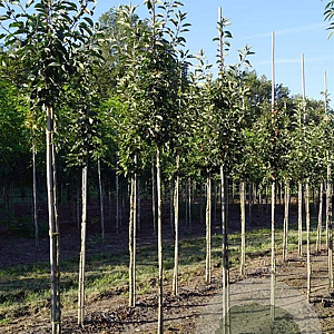 Malus 'John Downie' 8-10 HO draadkluit