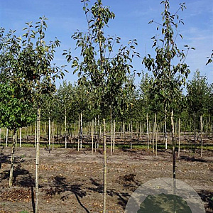 Malus 'John Downie' 8-10 HO draadkluit