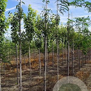 Malus micromalus 8-10 HO draadkluit