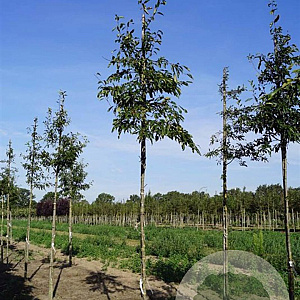 Malus 'Van Eseltine' 10-12 HO draadkluit