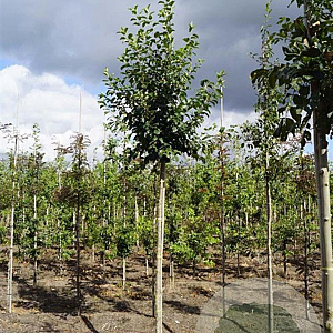 Malus 'Van Eseltine' 10-12 HO draadkluit