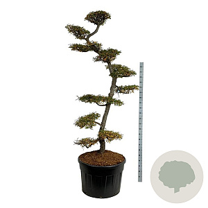 Nothofagus antarctica 225-250 cm cont. 230L bonsai