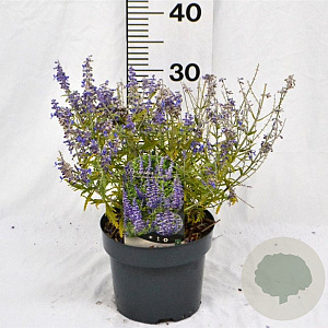 Perovskia atripl. Lacey Blue 25-30 cm 3,0L