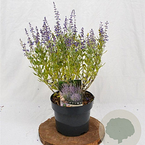 Perovskia atripl. 'Prime Time' 40-50 cm 3,0L