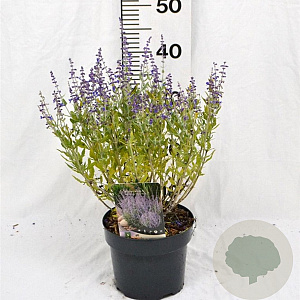 Perovskia atripl. 'Prime Time' 40-50 cm 3,0L