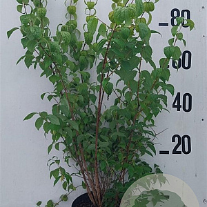 Philadelphus 'Virginal' 80-100 cm 10L