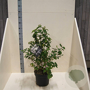 Philadelphus 'Virginal' 80-100 cm 10L