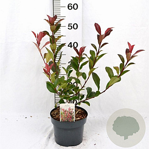 Photinia fraseri 'Mandarino' 40-50 cm 3,0L