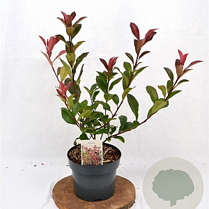 Photinia fraseri 'Mandarino' 40-50 cm 3,0L