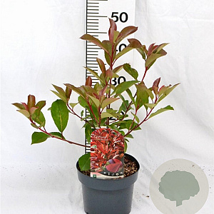 Photinia fraseri Red Light 40-50 cm 3,0L