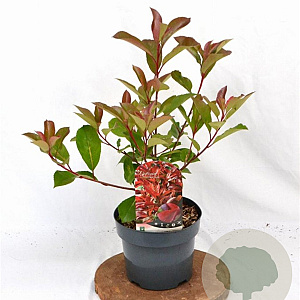 Photinia fraseri Red Light 40-50 cm 3,0L