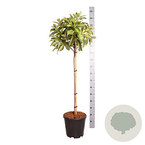 Photinia serratifolia Pink Crispy 80 cm stam 15L