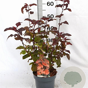 Physocarpus opulif. Diable d'Or 30-50 cm 3,0L