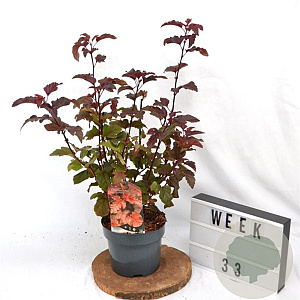 Physocarpus opulif. Diable d'Or 30-50 cm 3,0L