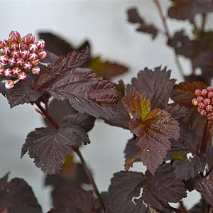 Physocarpus opulif. 'Diabolo' 30-50 cm 3,0L