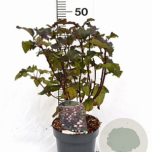 Physocarpus opulif. 'Diabolo' 30-50 cm 3,0L