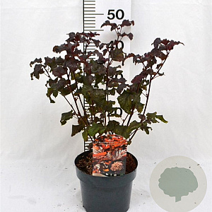 Physocarpus opulif. Lady in Red 30-50 cm 3,0L