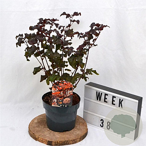 Physocarpus opulif. Lady in Red 30-50 cm 3,0L
