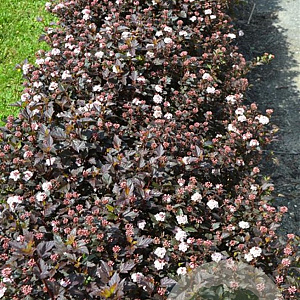 Physocarpus opulif. Little Joker 30-50 cm 3,0L