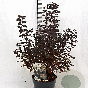 Physocarpus opulif. Little Joker 30-50 cm 3,0L