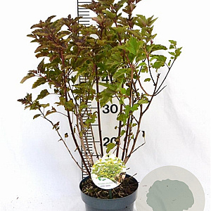 Physocarpus op. Little Leena 30-40 cm 3,0L