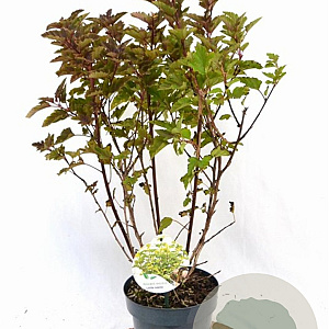 Physocarpus op. Little Leena 30-40 cm 3,0L