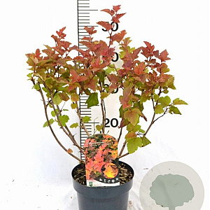 Physocarpus opulif. Magic Ball 40-50 cm 3,0L