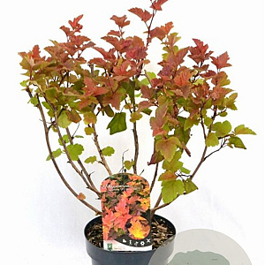 Physocarpus opulif. Magic Ball 40-50 cm 3,0L