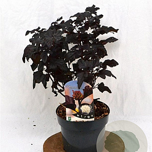 Physocarpus opulif. 'Rubella' 30-40 cm 3,0L