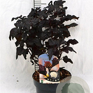 Physocarpus opulif. 'Rubella' 30-40 cm 3,0L
