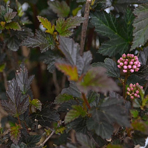 Physocarpus opulif. Tiny Wine 30-50 cm 3,0L