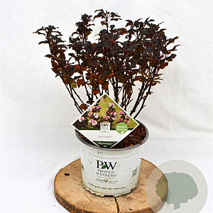 Physocarpus opulif. Tiny Wine 30-50 cm 3,0L