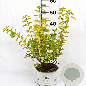 Physocarpus opulif. Tiny Wine Gold 30-50 cm 3,0L