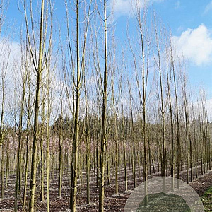 Populus nigra 'Italica' 18-20 HO draadkluit