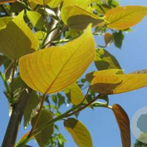 Populus szechuanica 175-200 cm 5,0L