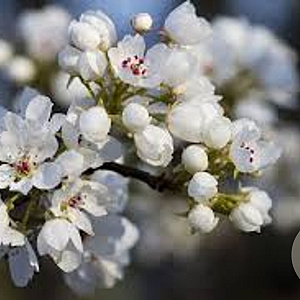 Pyrus calleryana 'Capital' 14-16 HO draadkluit