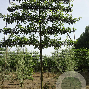 Pyrus calleryana 'Chanticleer' 18-20 HO draadkluit 200 cm stam LEIVORM