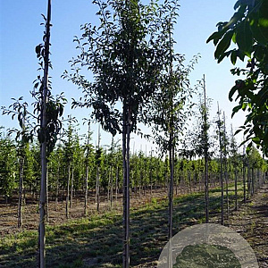 Pyrus elaeagnifolia 'Silver Sails' 12-14 HO draadkluit
