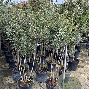 Quercus ilex 150-175 cm 30L meerstammig