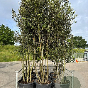 Quercus ilex 300-400 cm container meerstammig