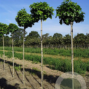 Quercus pal. 'Isabel' 10-12 HO draadkluit 220 cm stam