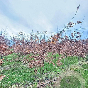 Quercus robur 200-250 cm draadkluit meerstammig